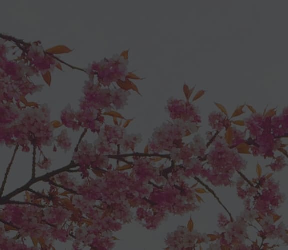 The top and side of a cherry blossom tree